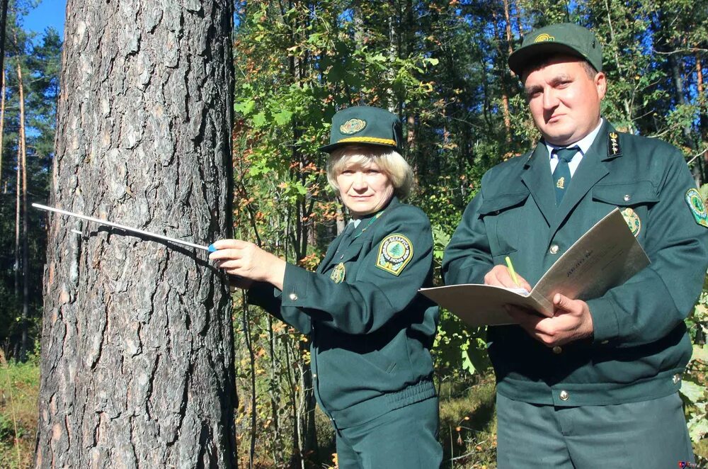 деятельность лесника. лесник профессия. профессия егерь лесничий охотовед. лесник и лесничий. лесник это профессия.