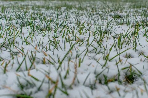 Трава под снегом отзыв