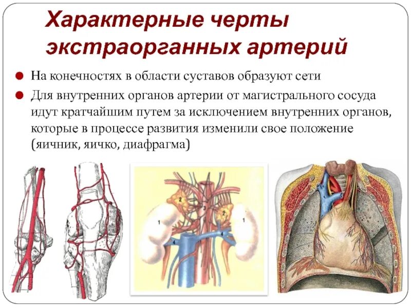 Артериальная гиперемия состояние сосудов. Признаки характерные для вен. Магистральные, экстраорганные и интраорганные сосуды. Характеристики артерий человека. Артерий брахиоцефального ствола схема.