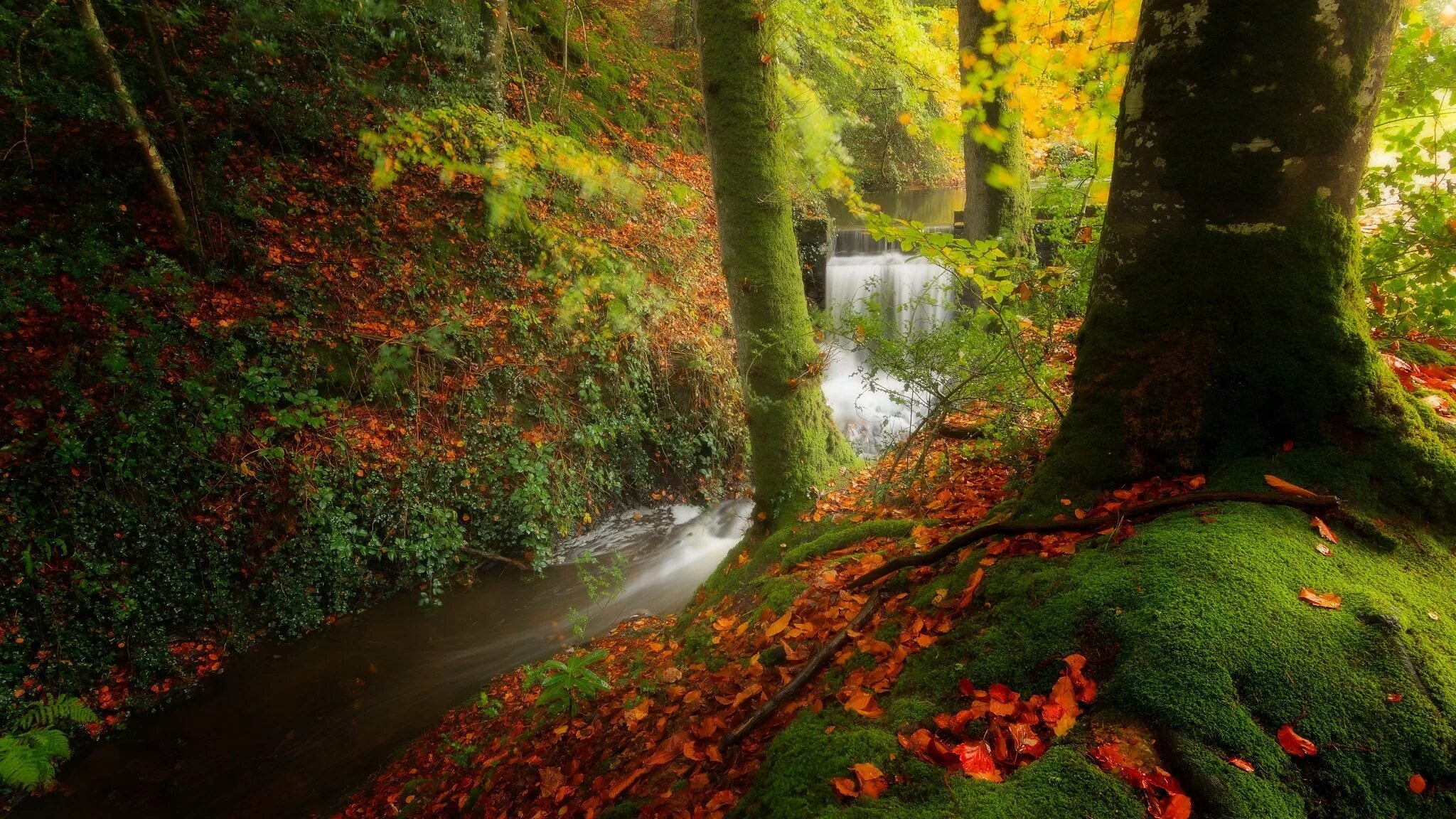 Natural fall. Осень 2048 1152. Красный лес с рекой.