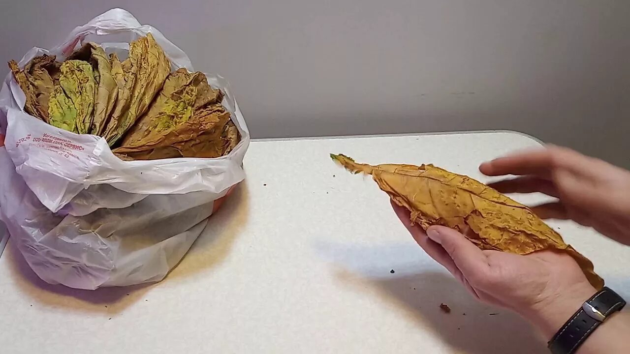 Ферментация листьев видео. Выжелчивание табака. ферментация табачного листа. сушка табака. жилка табака.