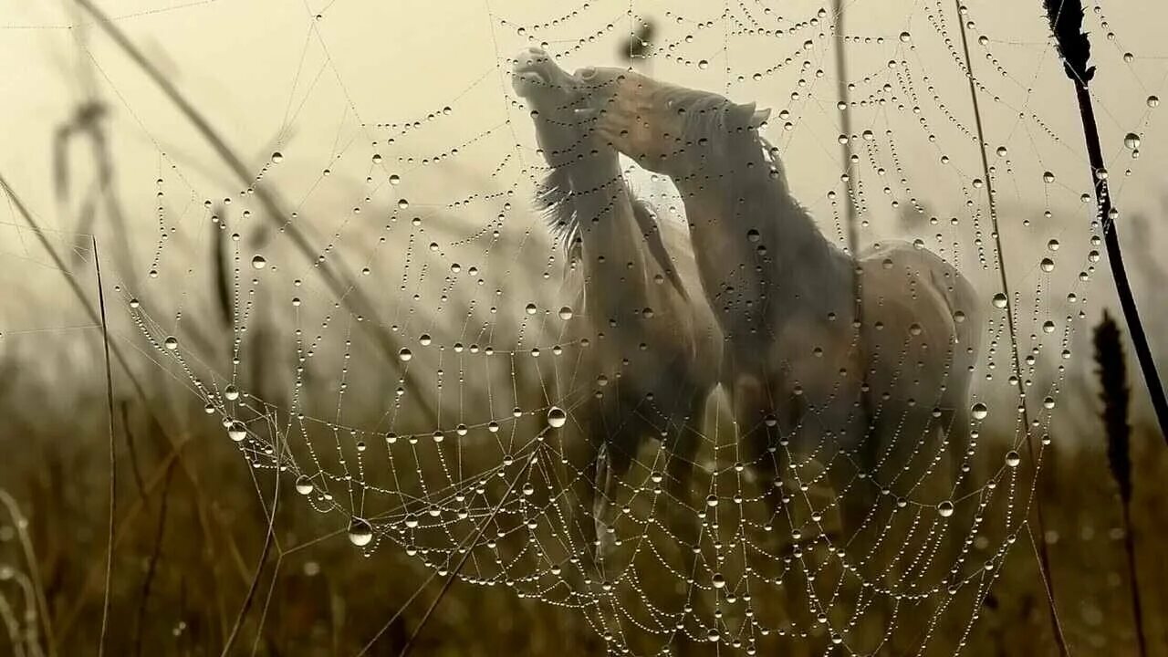 От воды веяло свежестью. Летний дождь. Паутина. Летний дождь картинки. Летний дождь в поле.