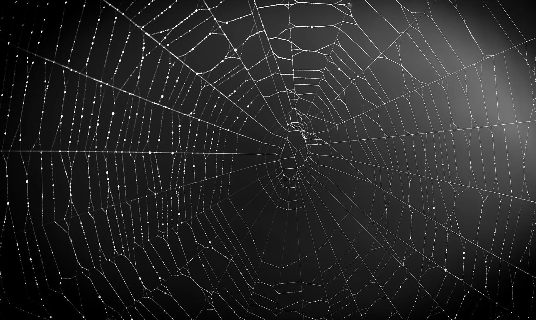 Spiders thread