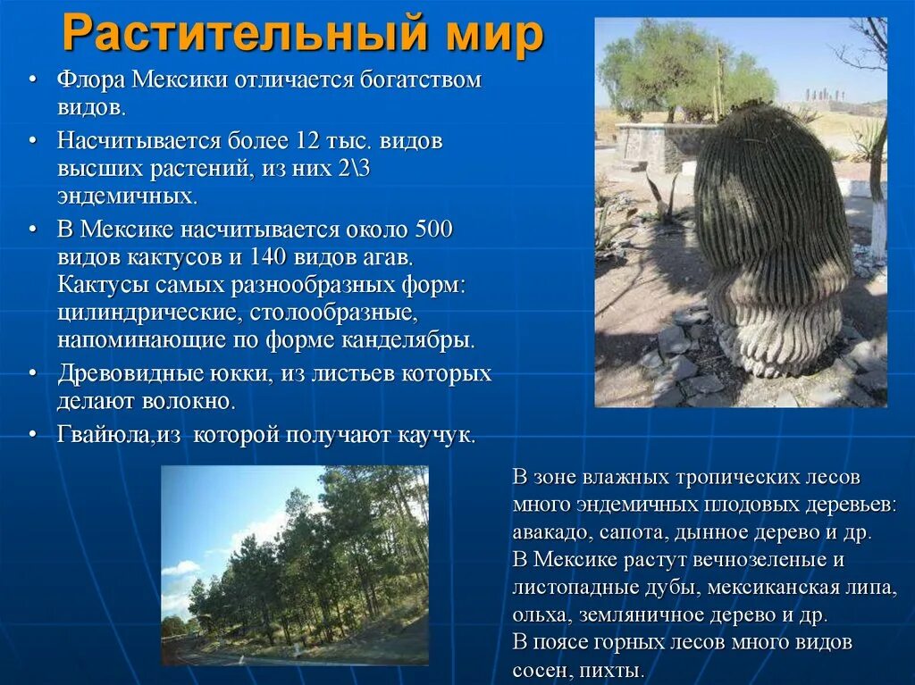 Географический образ. Растительный мир Мексики кратко. Растительный мир Мексики список. Растения в Мексике информация. Растительный мир Мексики фото и описание.