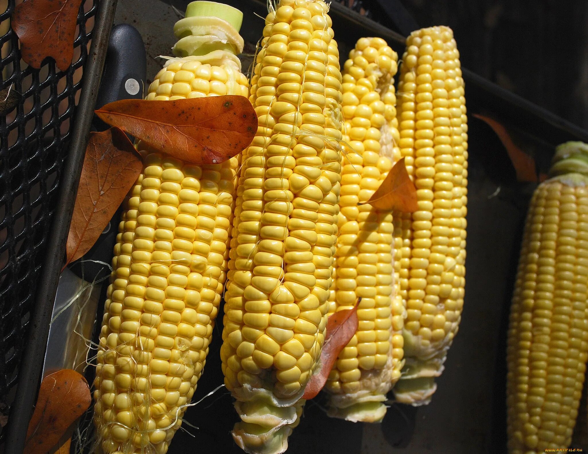 Большая кукурузина. Кукуруза. Кукуруза еда. Смешная кукуруза. Блюда из кукурузы.
