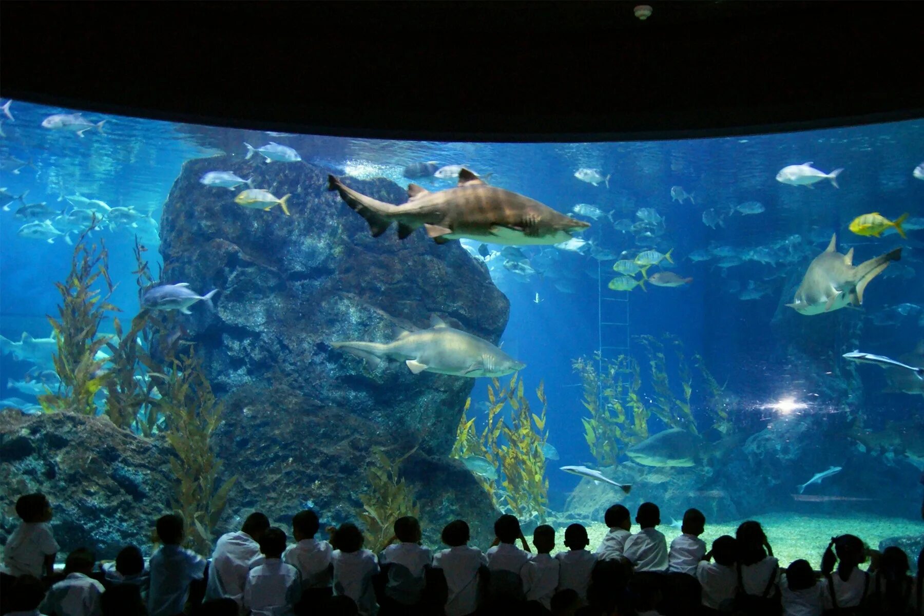 Сиам парагон Бангкок океанариум. Океанариум Siam Ocean World. Аквариум Siam Ocean World в Бангкоке. Океанариум Sea Life Бангкок. Океанариум картинки