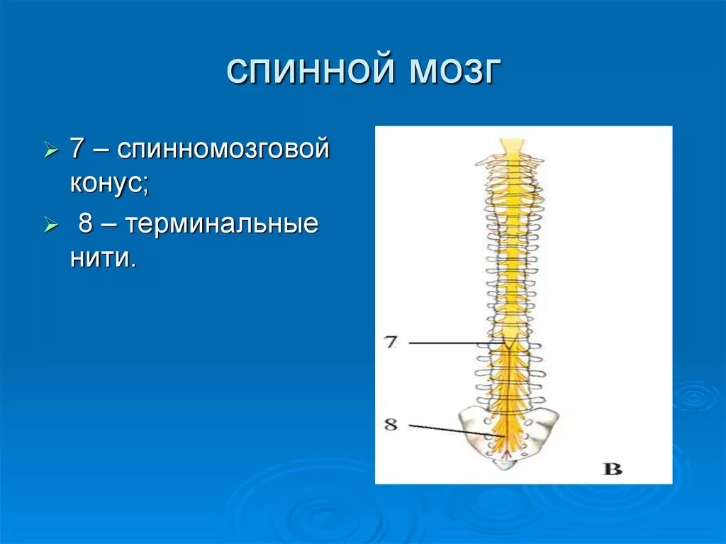 Спинной форум. Терминальная нить спинного мозга анатомия. Строение спинного мозга терминальная нить. Конский хвост спинного мозга анатомия. Внутренняя терминальная нить спинного мозга.