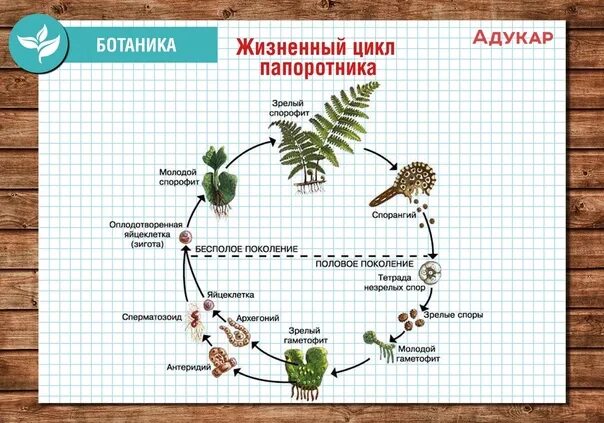 В жизненном цикле папоротникообразных преобладает