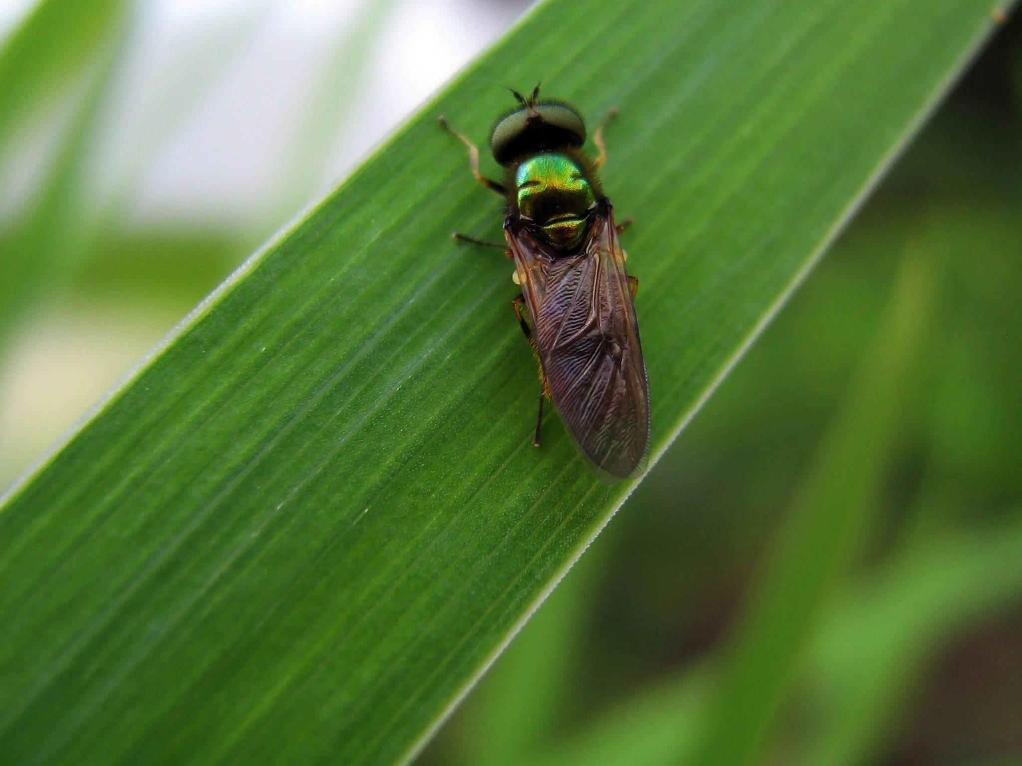 Зеленые летающие насекомые. Зеленые летающие насекомые. Зеленые летающие насекомые. Зеленые летающие насекомые. Зеленые летающие насекомые.