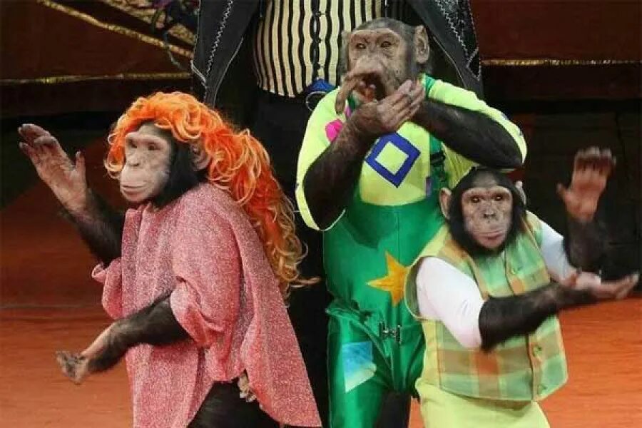 Тупой клоун. Цирк прикольные. Цирк юмор. Сцена цирка. Цирк прикольные.