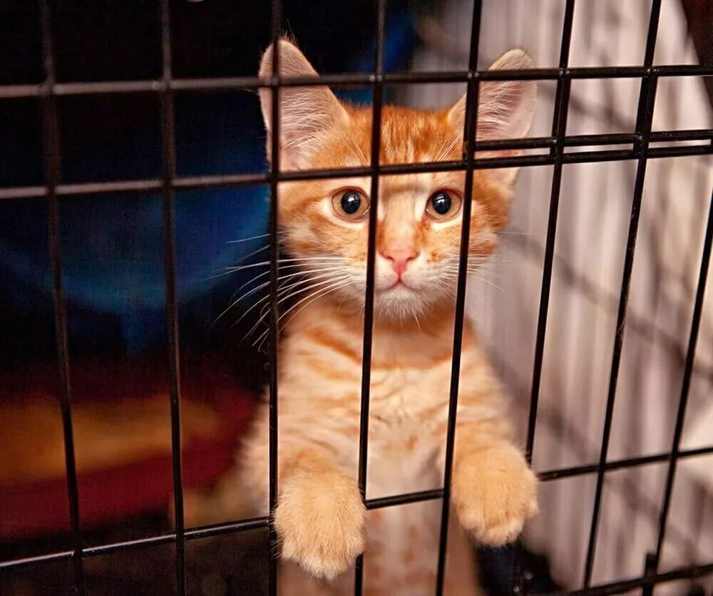 Получить кота