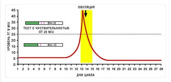 Планирование беременности овуляции. Гормон ЛГ И овуляция. График ЛГ И овуляции. ЛГ при овуляции. График ЛГ при овуляции.