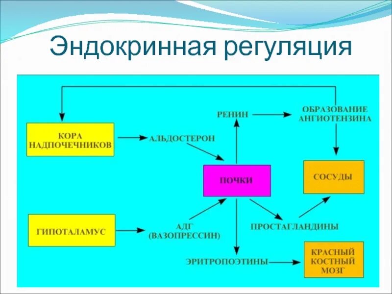 Ренин образуется в. Эндокринная функция почек. гормональная регуляция функции почек. эндокринная функция почек ренин эритропоэтин и др. ренин функции в почках.