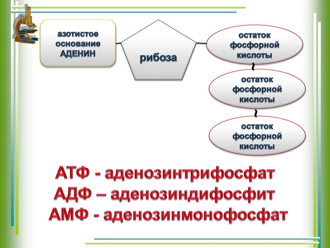 Остаток фосфорной кислоты атф. Азотистое основание рибоза остаток фосфорной кислоты. Азотистое основание рибоза остаток фосфорной. Остаток фосфорной кислоты рибоза.