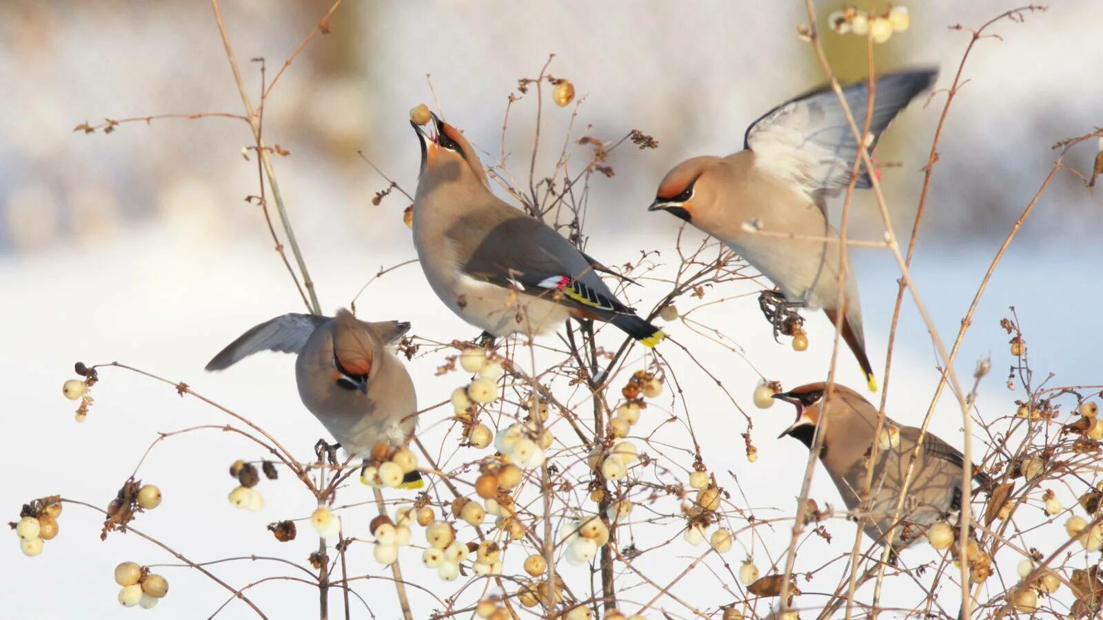 Свиристель весной. Свиристель ареал. Свиристель птица в полете. Bohemian Waxwing птица. Свиристель в полете.