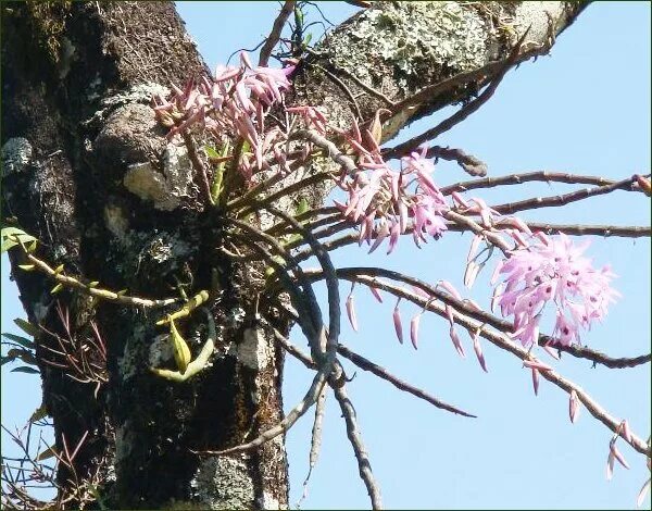 Между деревом и эпифитом. Эпифиты в Африке. Орхидея эпифит. Корень дикой орхидеи. Эпифитные корни.