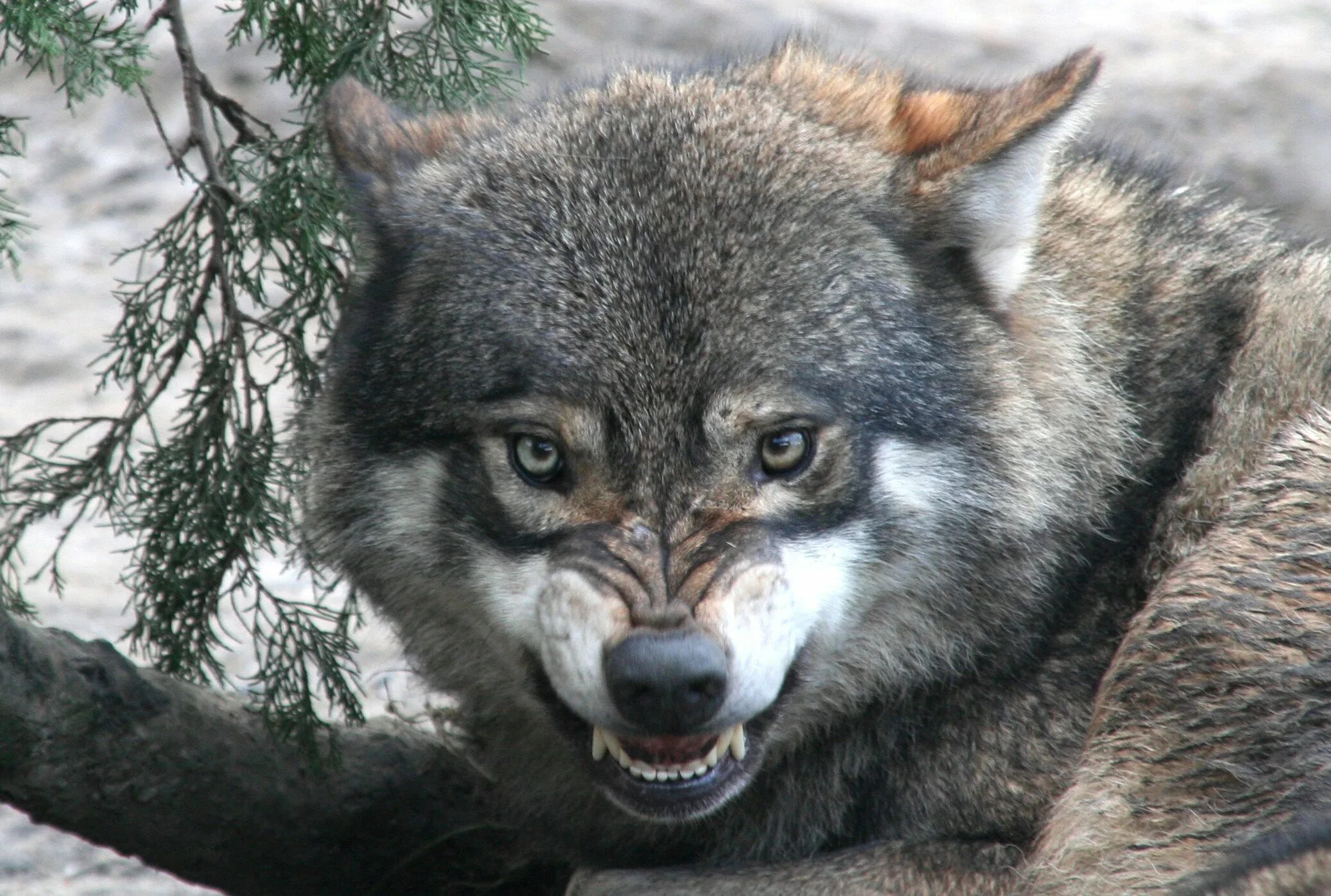 Оскал волка. Волчий оскал. Волк рычит. Озлобить наикрасивейшее. Волкособы оскал.
