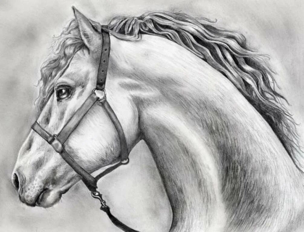 Лошадь рисунок. Рисунки карандашом. Нарисовать лошадь. Красивые рисунки карандашом.