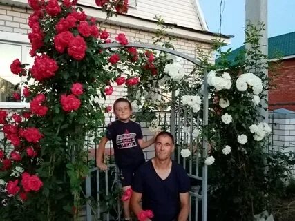 Выращиваем розы с алексеем