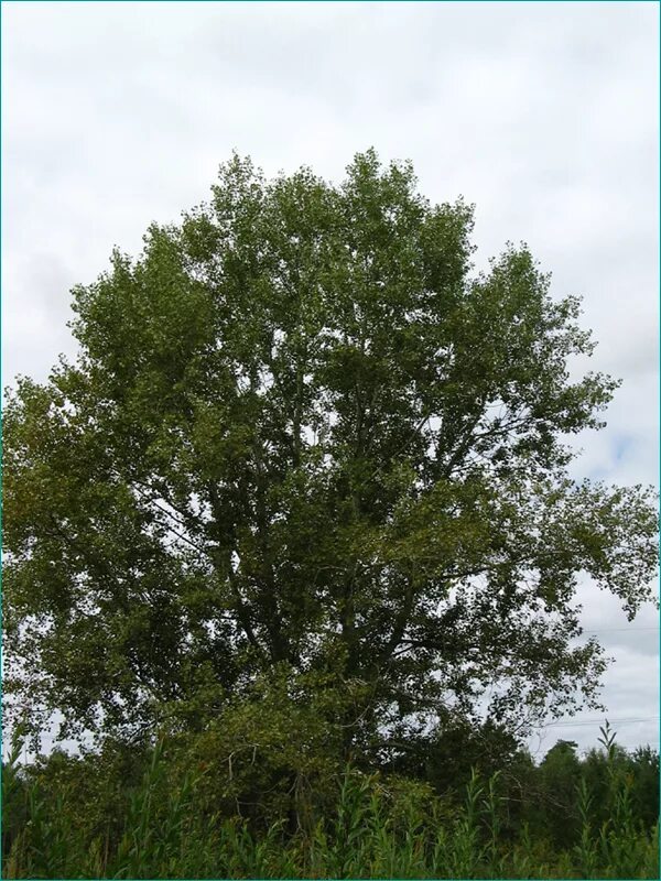 Populus nigra l. – Тополь чёрный. Тополь черный осокорь. Populus nigra почки. Тополь черный(Populus nigra) семена. Гудели черные тополя и хотя