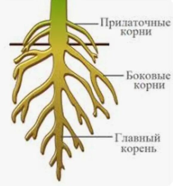 Боковые корни растения. Строение корня придаточные корни. боковые и придаточные корни. придаточные корни у растений. главный корень.