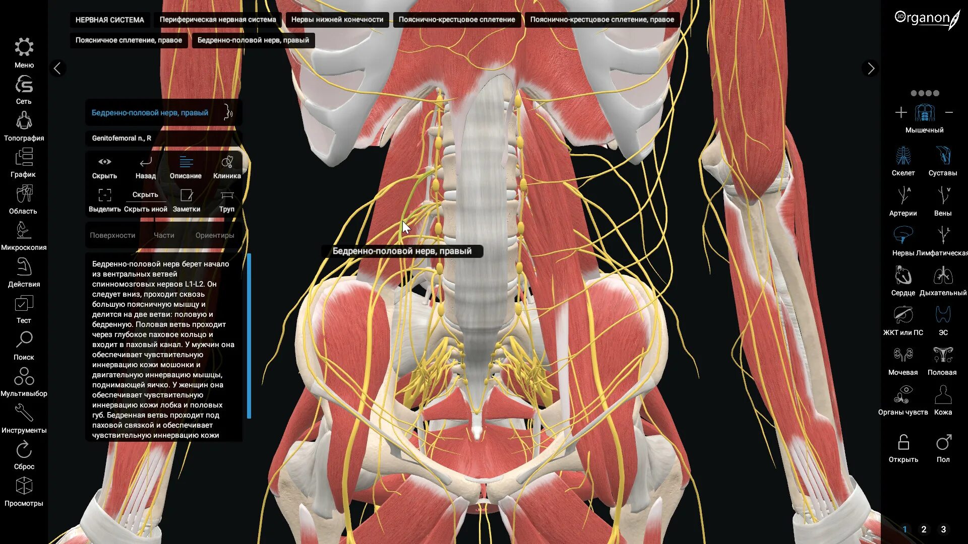 3d Organon VR Anatomy. Анатомия человека VR. Программа анатомия человека 3d. Анатомия в динамике.