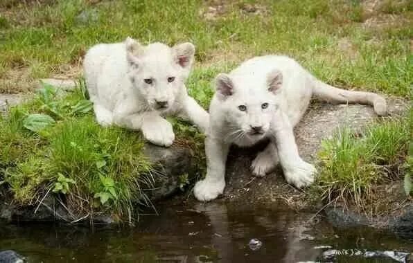 15 фото животных Top 10 Expensive Pets that will Make your Jaw Drops Weiße löwen, Löwenbaby, Ausg