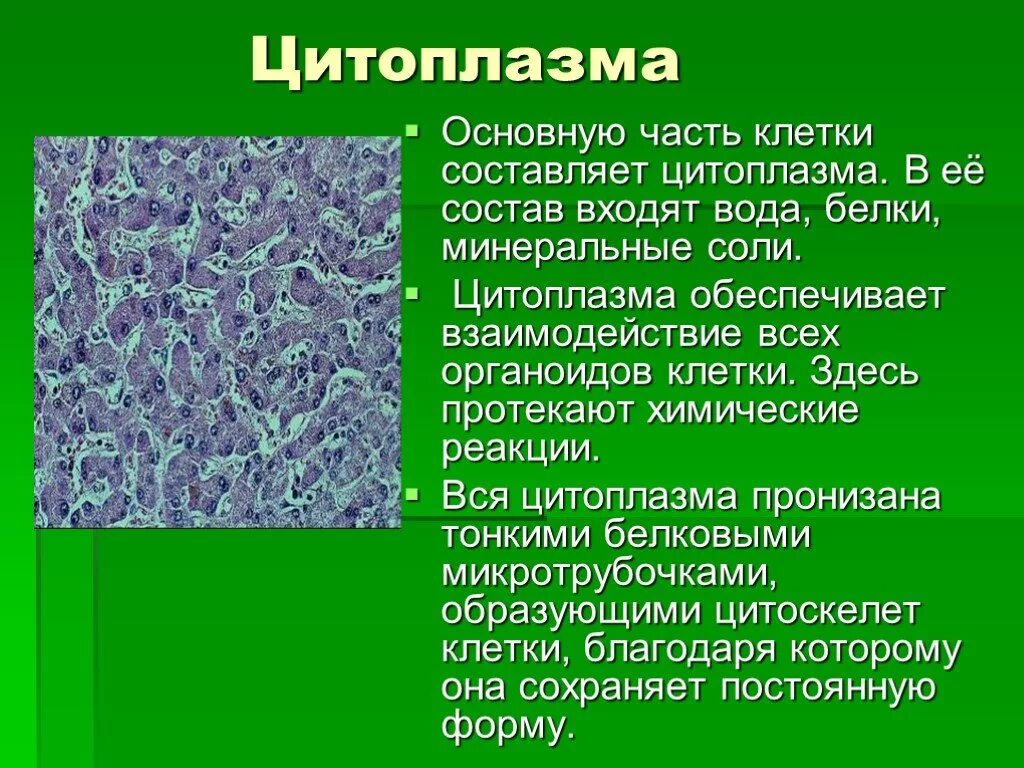 Строение цитоплазмы клетки 10 класс. Функция цитоплазмы в растительной клетке 5 класс. Цитоплазма это кратко. Субмикроскопическое строение цитоплазмы. Фитоплазма.