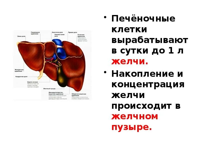 Печень человека вырабатывает желчь