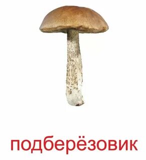 Гриб подберезовик картинка для детей