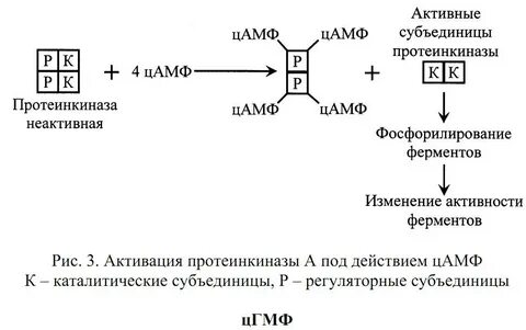 Цамф это в медицине