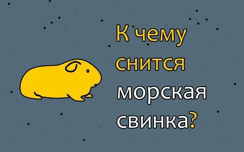 Мир глазами морской свинки. Приснилась морская Свинка. Как видят морские свинки. К чему снится морская Свинка. Свинья сонник толкование снов