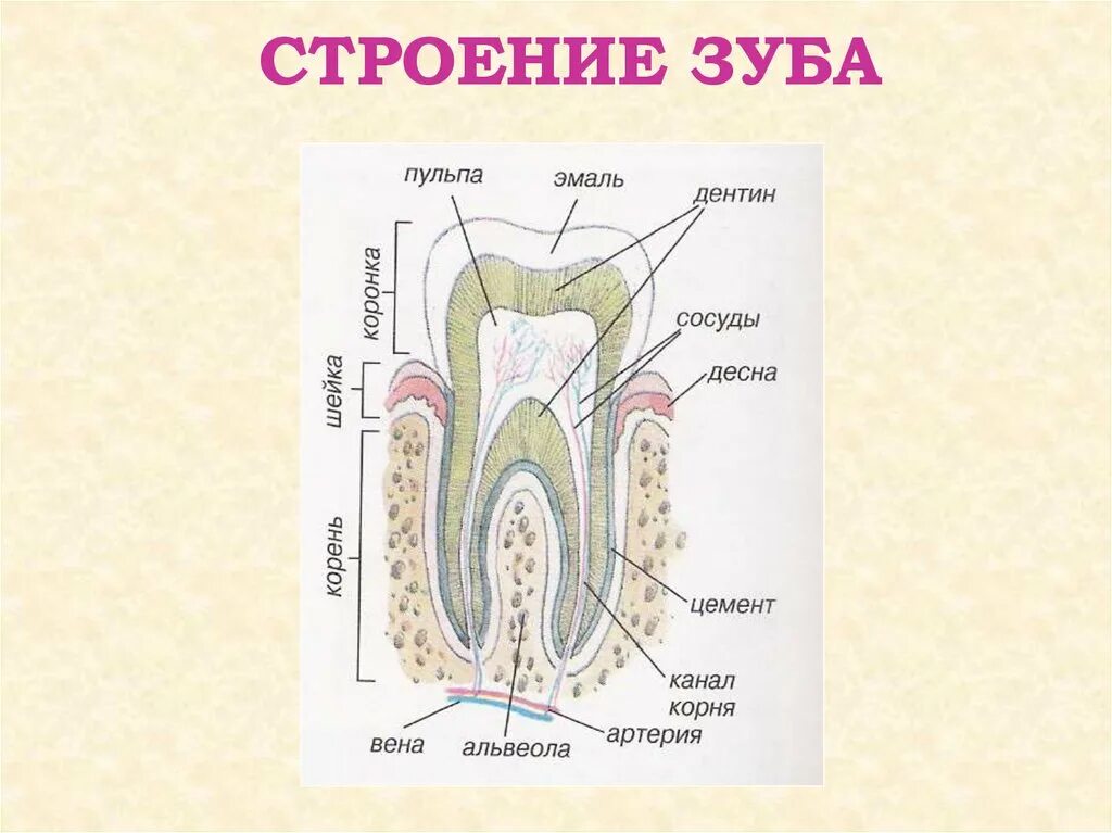 Строение зуба биология 8 класс. Внутреннее строение зуба человека схема. Строение зуба человека ЕГЭ биология. Зубы внутреннее строение зуба.