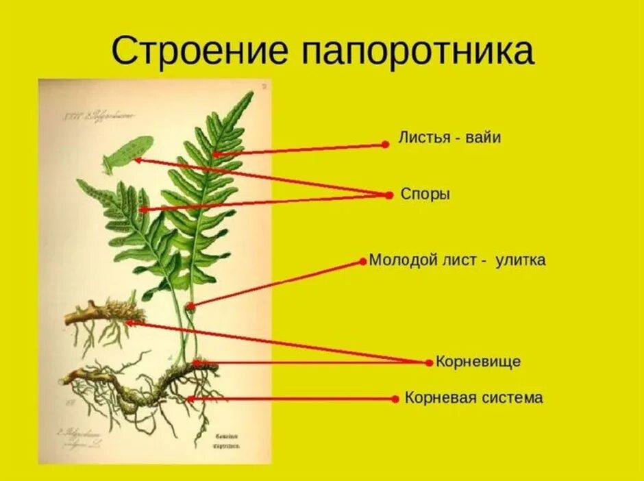 Внешнее строение папоротников и хвощей. Строение вайи папоротника. папоротник орляк строение. строение мхов папоротников хвощей и плаунов. строение корневища папоротника.