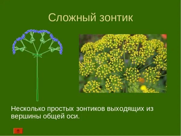 Соцветие сложный зонтик биология 6 класс. Строение соцветия зонтик. Биология соцветия сложный зонтик. Зонтичные соцветие сложный зонтик. Сложный зонтик соцветие примеры растений