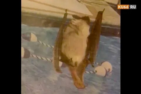 Новости о коте твиксе