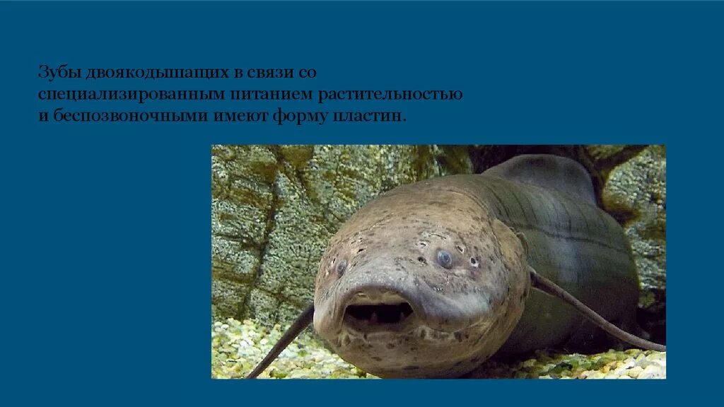 Где обитают двоякодышащие. Хоаны двоякодышащих рыб. надотряд двоякодышащие. двоякодышащие рыбы представители. подкласс двоякодышащие рыбы представители.