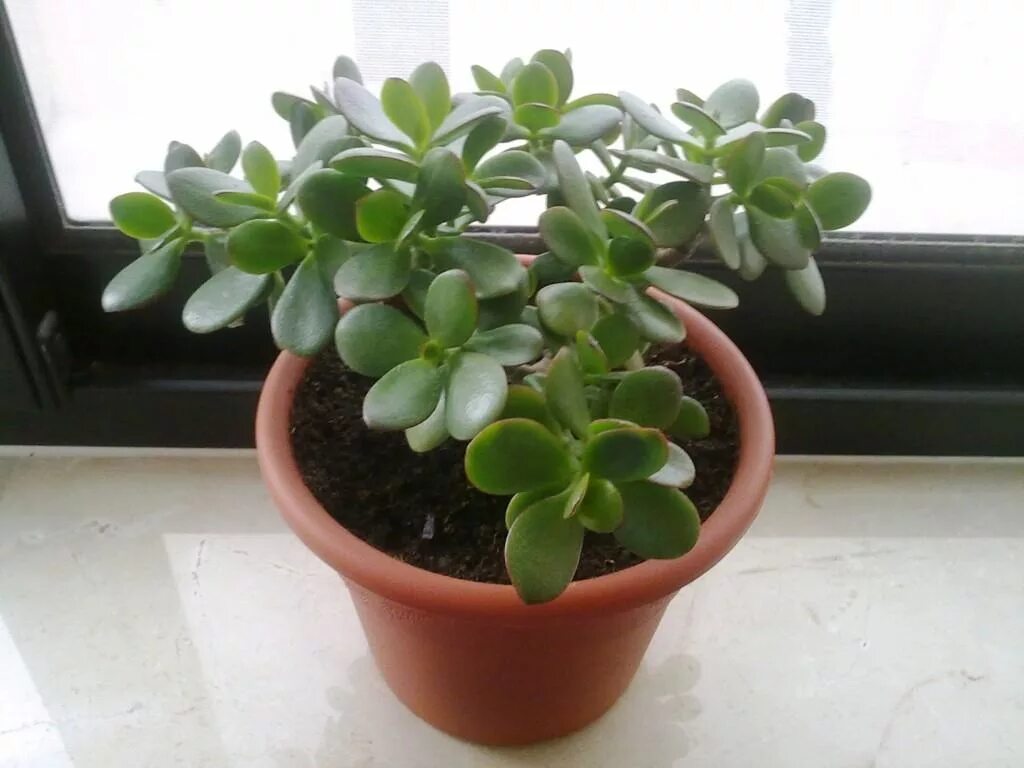 Каланхоэ толстянка. Домашние цветы приносящие. Крассула (денежное дерево). Крассула овата. Crassula ovata на подоконнике.