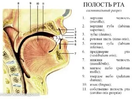 Разрез рта