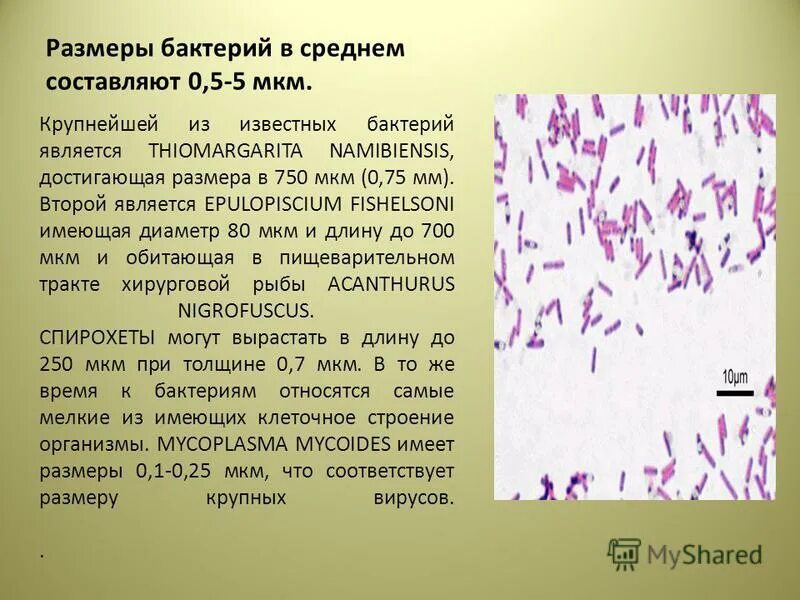 Размер микроба. Размеры бактерий. размеры крупных бактерий. средние размеры бактерий. размеры микроорганизмов.