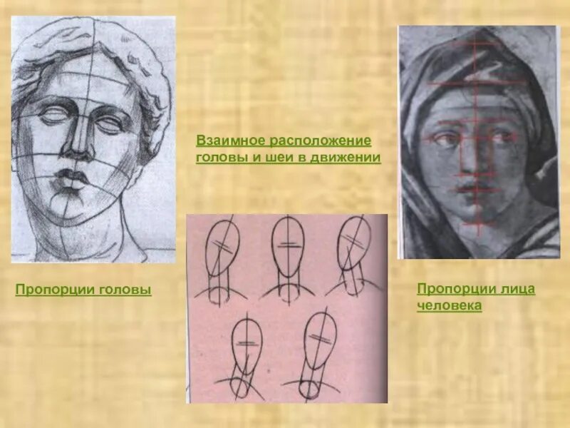 Портрет человека презентация 3 класс. Конструкция и пропорции головы человека. Конструкция головы человека изо. Пропорции лица. Конструкция головы человека и ее пропорции рисунок.