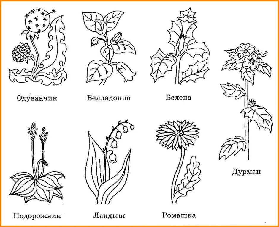 Рисунки цветов с названиями