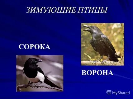 Ворон и сорока 1 класс литературное чтение