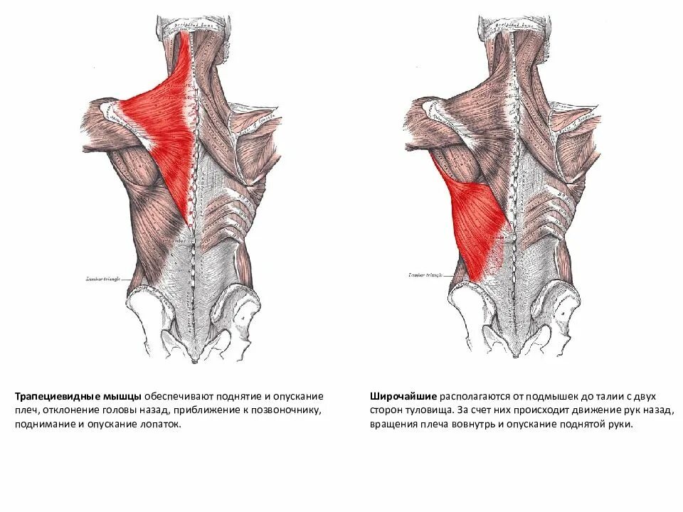 Трапециевидная функция. Трапециевидная мышца место прикрепления спереди. Поверхностные мышцы спины анатомия трапециевидная. Верхняя трапециевидная мышца спереди.