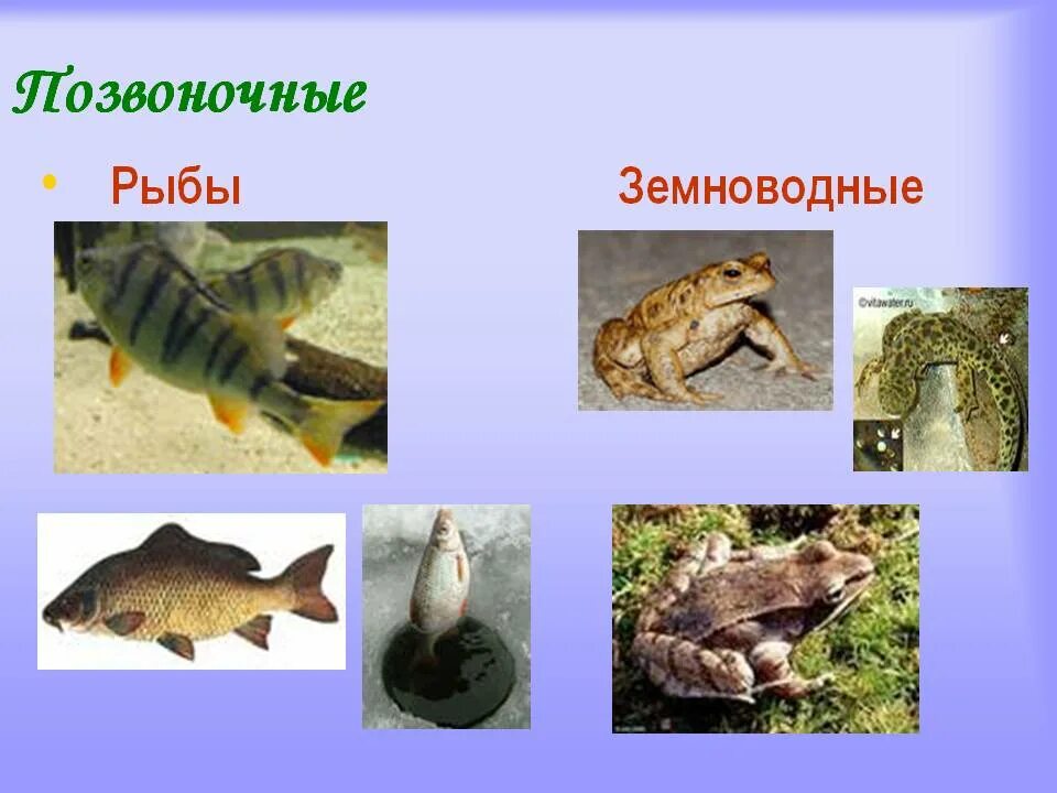 Земноводные рыбы. Рыбы земноводные пресмыкающиеся. Земноводные млекопитающие. Разнообразие рыб и земноводных.