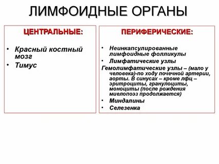 Лимфоидные органы