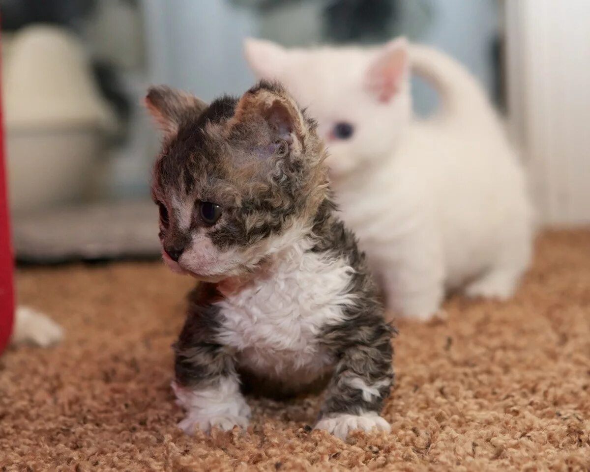 Кошки которые не растут