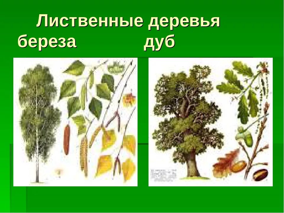 Тип лиственного леса 8