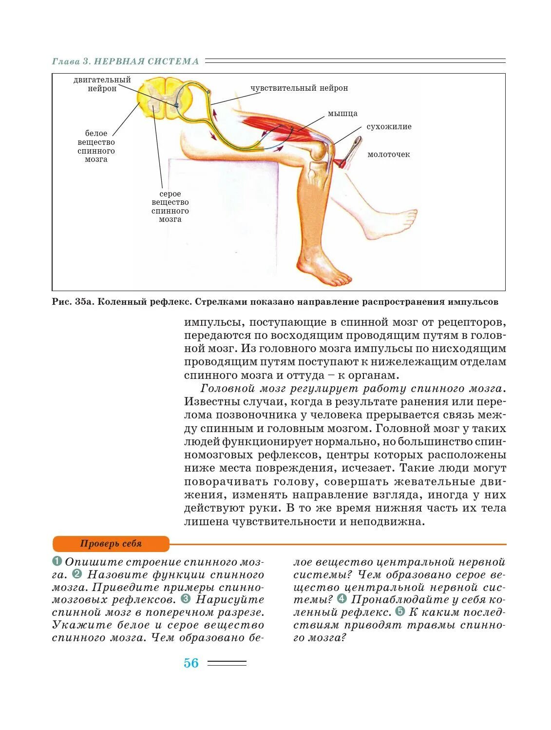 Схема коленного рефлекса 8 класс биология. Коленный рефлекс спинного мозга. Коленный рефлекс биология 8 класс. Рефлексы спинного мозга коленный рефлекс.