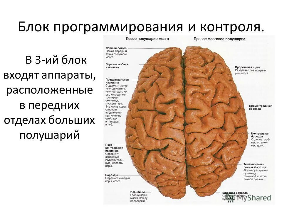 Нарушения блоков мозга. Блок программирования и контроля головного мозга. Блоки головного мозга по Лурия. Функции 3 блока мозга. Три блока головного мозга Лурия.